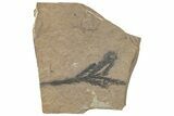 Conifer (Cunninghamia?) Fossil - McAbee, BC #255525-1